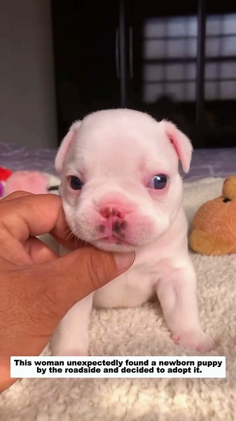 This Woman Found an Abandoned Newborn Puppy and Adopted It 🥹🐶❤️