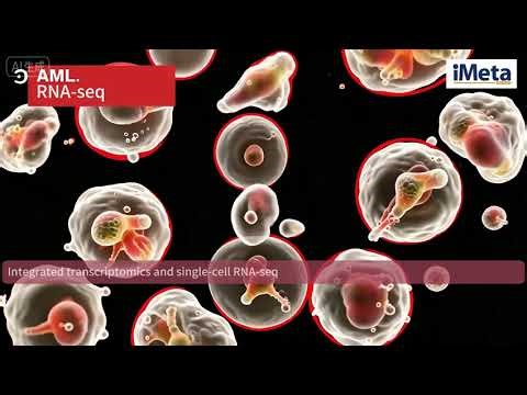 iMeta | Homoharringtonine inhibits AML via EWSR1 phase separation in an m6A-dependent manner