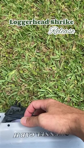 15 reactions | This Loggerhead Shrike was brought to our center by a...