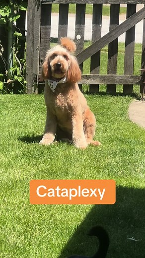 Narcoleptic Dog Toast: Overcoming Cataplexy with Support