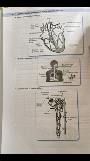 the most important label diagram of life process and control and coordination for class 10