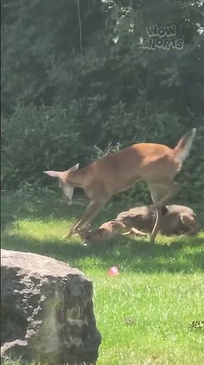 Brave Deer Fights Coyote to Save Her Fawn