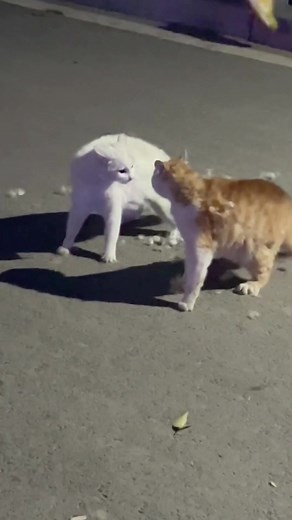 Angry toes scratching the ground#catsoftiktok #cat #catvideo #funnycat #cute #fyp