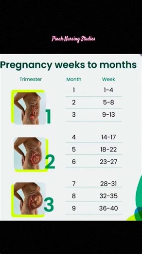 Pregnancy weeks to months
