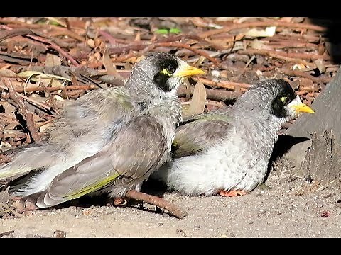 Noisy Miner birds - Manorina Melanocephala