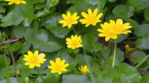 Nature: National Arboretum