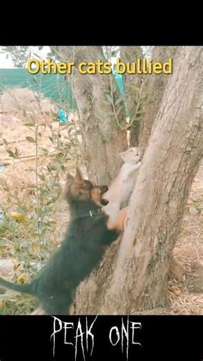 dog bulling cats #pethub