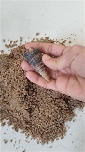 i found a shell in sand | sand asmr | #satisfying #sandasmr #shorts