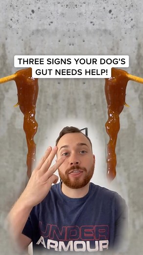 Dog Health Tips: Watch Out for These Common Symptoms!