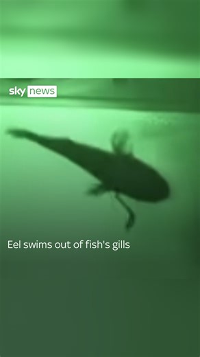 A Japanese eel is caught on X-ray cameras being consumed by a fish, but then the slippery customer finds a way to escape. #eel #japan | Sky News