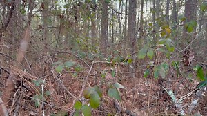 A little R&D this morning. 🦃 | Spring Allure Custom Calls