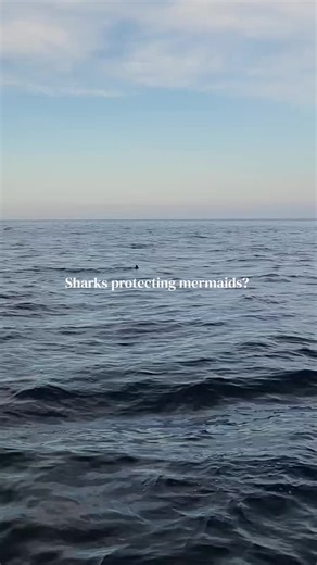 At Catalina Island Mermaids, we’ve always felt a special connection with sharks. Our logo features a thresher shark because, in our world, sharks are the protectors of mermaids. This sunset moment is just one more reason we love them. We get so excited when we see sharks! A sign of a healthy ocean. #catalinaislandmermaids #catalinaisland #sharks #mermaids #oceanlovers @Love Catalina Island