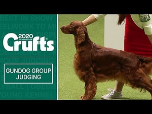 Gundog Group Judging | Crufts 2020