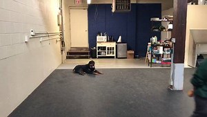 2K views · 17 reactions | Kingston is back in the house spending the week with us while his owners are out of town. We did a very intensive behavioral mod board and train with him earlier this year. We will be maintaining that training while he is with us and brushing up on a few things. | Heights Canine | Facebook