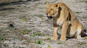 Zoo, Animals, Nature. Free Stock Video