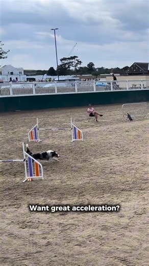 🚨 Ignore this one hidden muscle, and your dog could pay the price later. Whether your dog loves off-leash adventures, hikes, or just zooming around the yard, one deep muscle plays a huge role in movement, stability, and injury prevention. But it’s often completely overlooked. 🫨 That muscle? The psoas. 💡 Why does it matter? 🔹 Helps your dog move better. 🔹 Keeps them stable and flexible. 🔹 Supports posture and relaxation. Yet 19.4% of agility dog injuries involve the psoas - because most dog