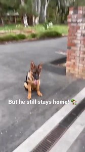 Over 50 years, one mission: safety that blends in, training that stands out. | Invisible Fence Brand