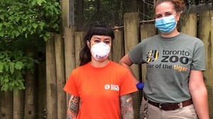 We’re #LIVE from the America’s Pavilion with keepers Stacey and Shannon to talk about some of our Canadian species! 🍁#TheZooTooYou We acknowledge the land we are on is the traditional territory of many nations including the Mississaugas of the Credit, the Anishnabeg, the Chippewa, the Haudenosaunee and the Wendat peoples and is now home to many diverse First Nations, Inuit and Métis peoples. We also acknowledge that Toronto is covered by Treaty 13 with the Mississaugas of the Credit and the Wil