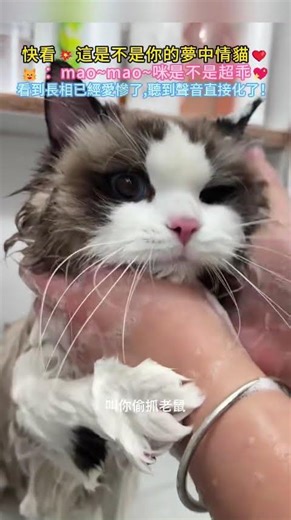 Look! Isn't this your dream cat? 💞🐱 : mao~mao~ isn't it super cute? 💖 I'm already smitten by its ...