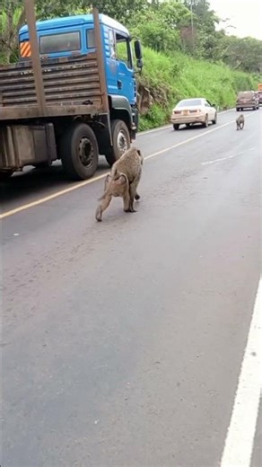 A Friendly Baboon 😮🐒 | Africa, Our Motherland