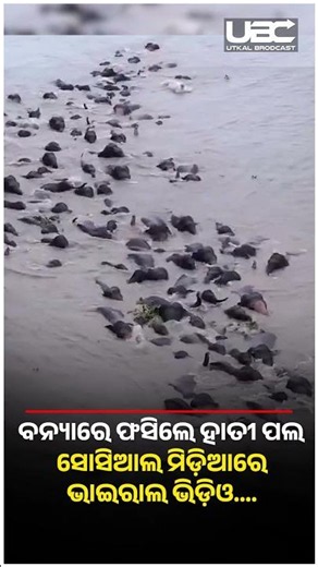 ବନ୍ୟାରେ ଫସିଲେ ହାତୀ ପଲ,ସୋସିଆଲ ମିଡ଼ିଆରେ ଭାଇରାଲ ଭିଡ଼ିଓ.... | UBC NEWS