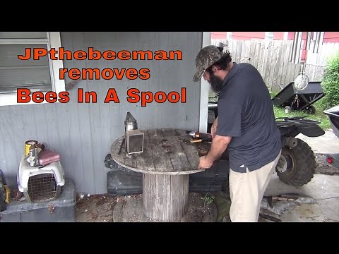 Beehive Removed From Wooden Spool “Alive."