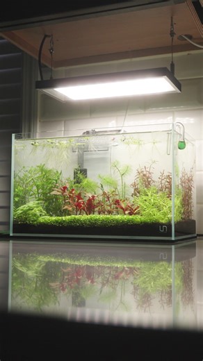 Secrets to Beautiful Aquascaping for Your Planted Tank