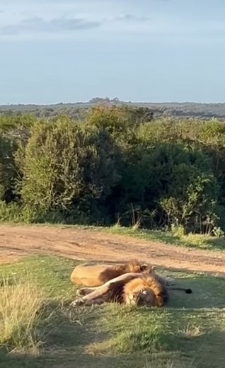 ❤️❤️❤️❤️❤️ #elleafricasafaris #wildlife #africanwildlife #nature #gamedrive #safari #lion