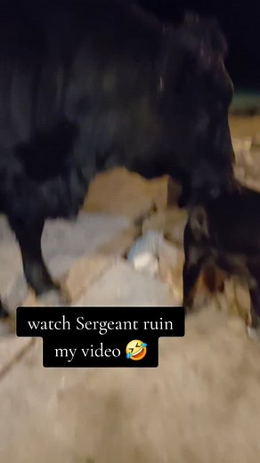 made me think of the Elf quote "Ohh hes an angry Elf!!!" 😆😆 #cow #funny #bordercollie | Dakotafunnyfarm