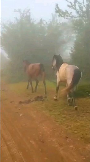 HORSE | Horse Video : Wild Horses in nature #horse #horses #horsevideos #wildhorse