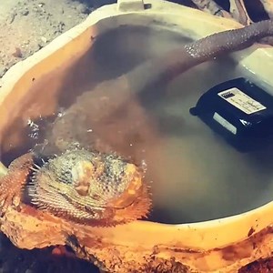 70K views · 717 reactions | Spa day!! Credit: Bianca Michelle Smith | ABDragons Feeders | Facebook