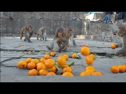 feeding orange to the hungry wild monkey