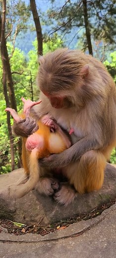 Adorable Monkey Reel Video #425 | Monkey Wild