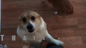 1.1K reactions · 773 shares | Stop your dog's annoying habit of jumping up on people with this simple technique. Click here to access the training >>> https://thedogtrainingsecret.com/stop-jumping-sale | TheDogTrainingSecret.com | Facebook