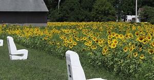 Clark County Sunflower Field in full bloom