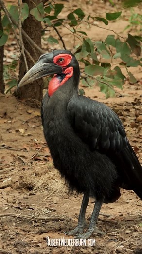 This African Bird is Absolutely Deadly #wildlife #shorts #nature