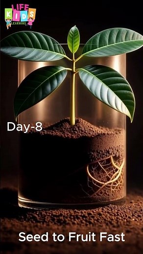 Lychee Plant Life Cycle – Seed to Fruit Fast TimeLpes
