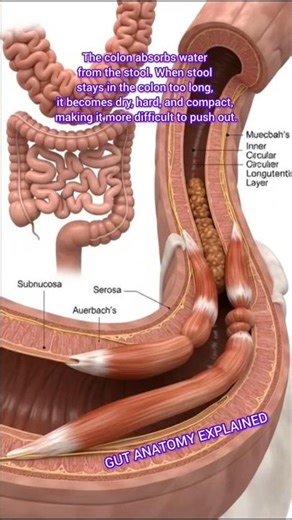 When Constipation Become Dry?| Gut Anatomy Explained | Gut Health