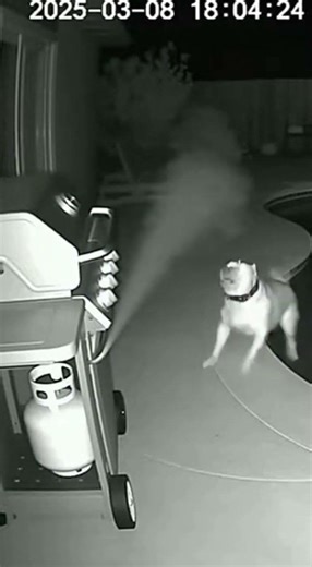 CCTV: Hero Pit Bull Detects Gas Leak & Saves Neighborhood! 🐕💨🚨 | CAM 04:12 #Shorts