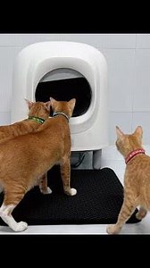 Mấy nhỏ mèo xài thử Máy vệ sinh cho mèo PETREE x HELIPET 2024