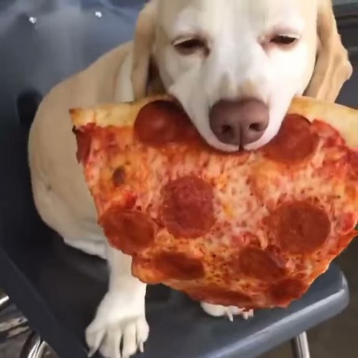 DOG EATING PIZZA FUNNY MOMENT !!!!