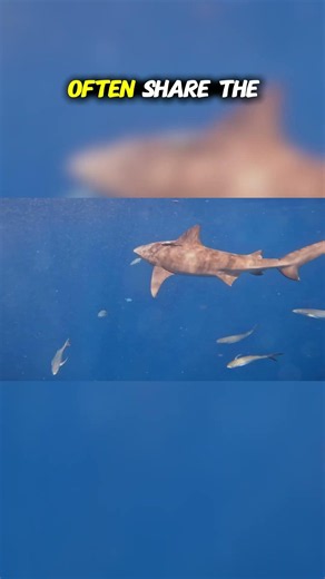 Top Ten Predators That Live Among Other Predators: Ancient Rivals