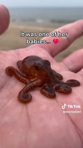Octopus Gives Birth: A Heartwarming Nature Moment