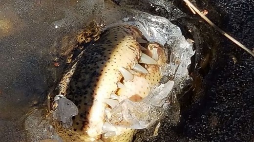 Alligators survive winter chill beneath the ice