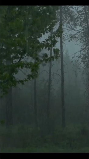 Lluvia fuerte en la naturaleza 🌧️ Relájate ahora#sonidodelluvia #naturaleza