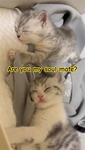 are you my soul mate? #catlover #meow #猫 #pets #catshorts