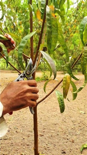 How to Prune a Young Peach Tree 🌳 | Easy Peach Tree Pruning Guide#satisfying #pruining #treepruning