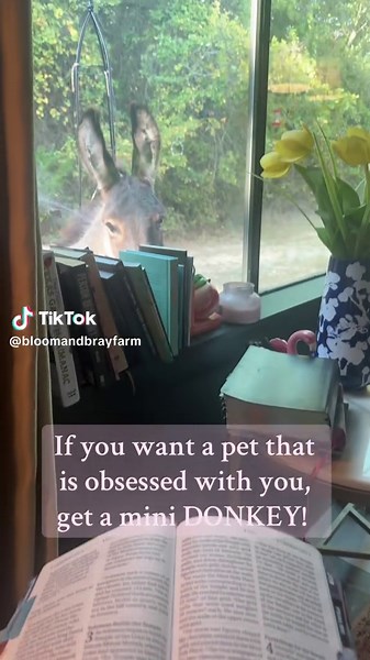 Mini Donkeys: The Perfect Obsessed Pet for You!