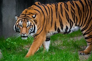 Houston Zoo shows off new tiger