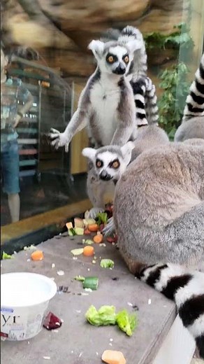 Ring-tailed lemurs #animals #lemur #catta #ring-tailedlamurs
